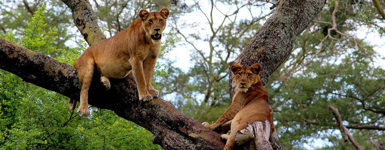 queen elizabeth tree climbing lions