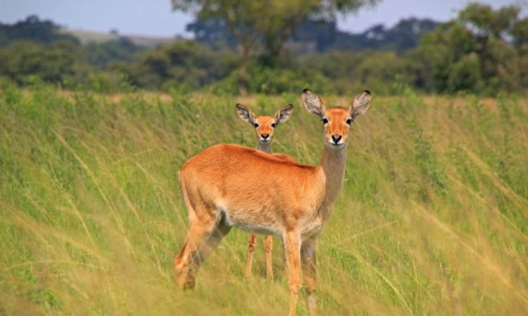 10 Days Best of Uganda Wildlife