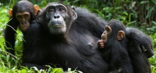 Chimpanzee Trekking in Kyambura Gorge