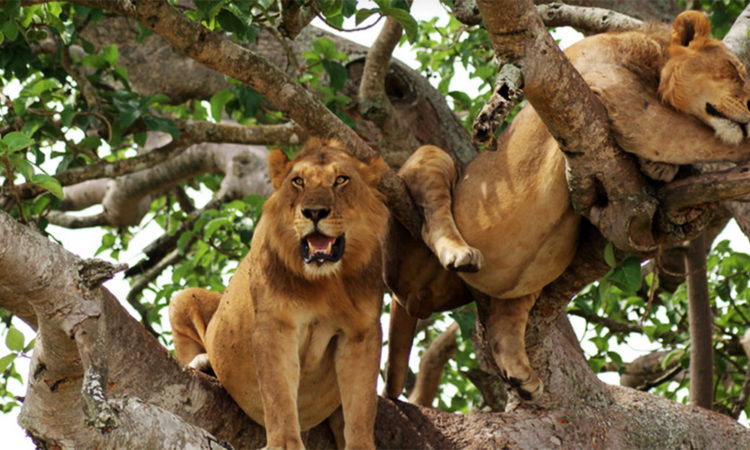 Tree Climbing lions - Umarella voyage safaris