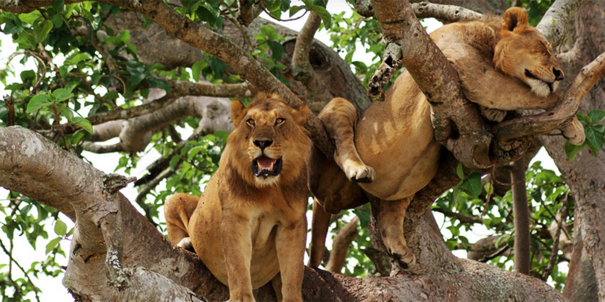 Tree Climbing lions - what to do in queen elizabeth park