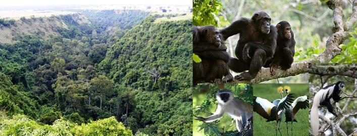 6 Days Bwindi gorillas and Queen Elizabeth wildlife safari