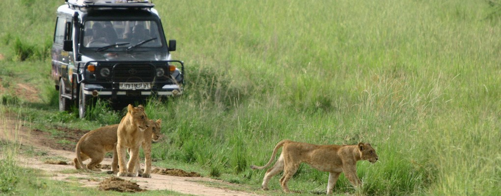 Lion Tracking Uganda