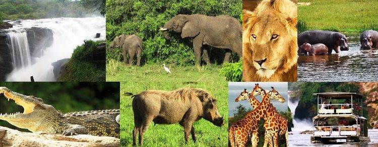 Best National Parks in Uganda