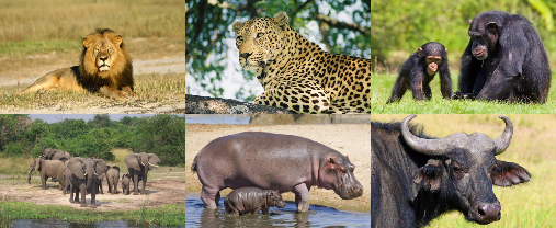 Animals in Queen Elizabeth National Park - Uganda