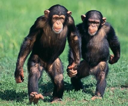 Chimpanzee Tracking Safari