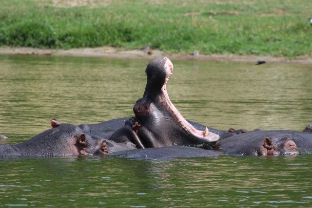 hippos kazinga channel