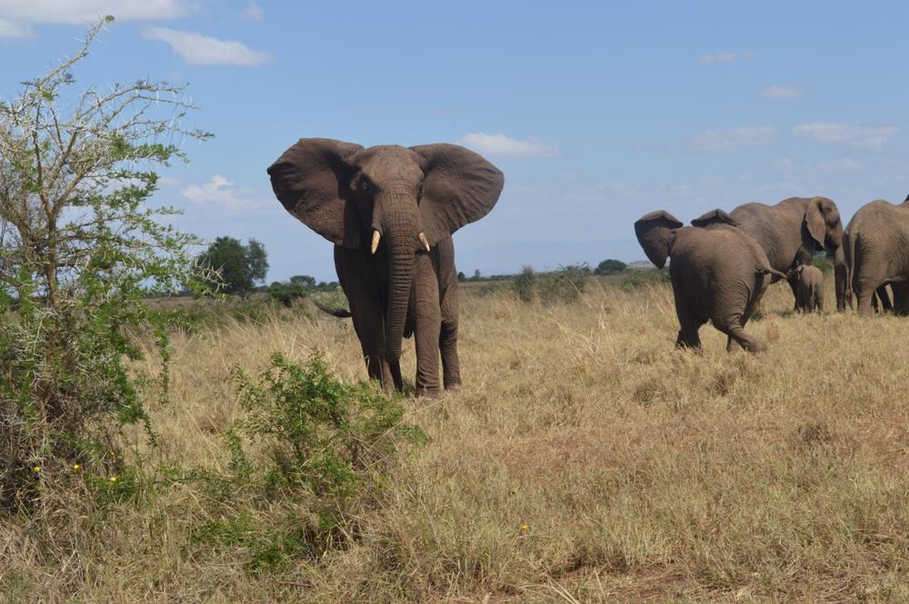 Elephants in Kidepo