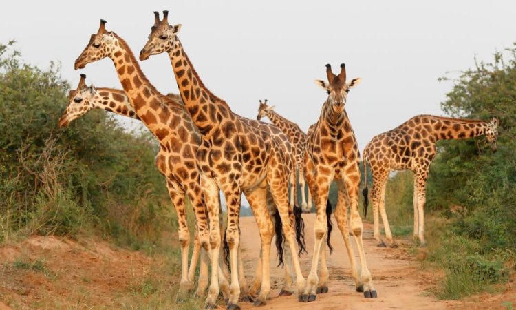 Kidepo National Park - uganda national parks , uganda safaris