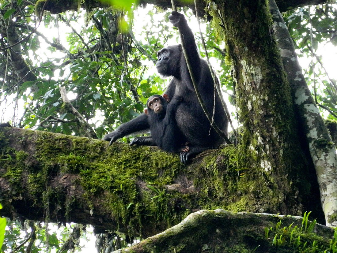 Chimpanzees in Kibale National Park