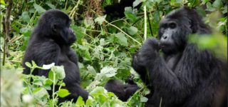 Booking 2022a3 days Uganda gorilla trekking safari from Kigali gorilla habituation permits in Uganda