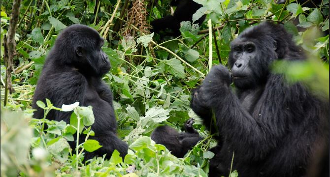 Booking 2022 gorilla habituation permits in Uganda