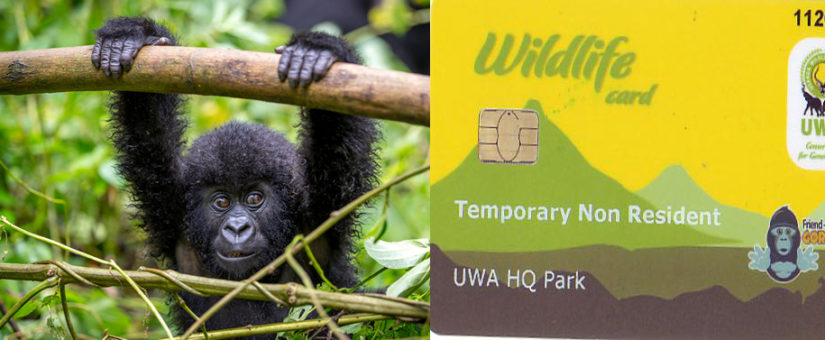 Cost of Uganda gorilla trekking permits 2023/2024