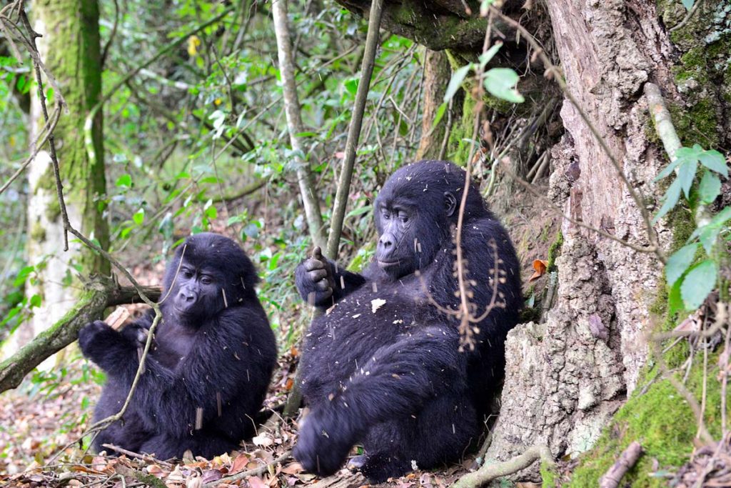 5 Days flying safari to Queen Elizabeth and Bwindi national park