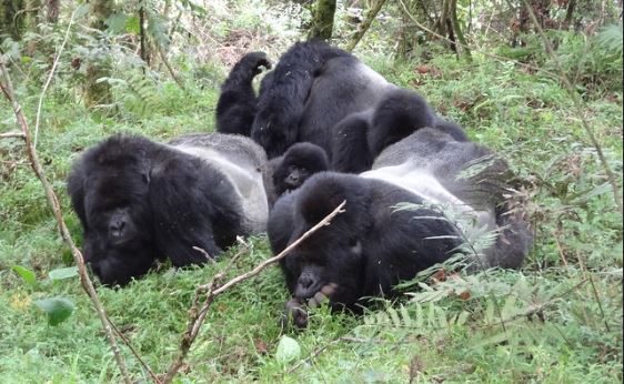 Top Things to do in Mgahinga gorilla national park