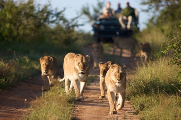 5 Days Queen Elizabeth Wildlife Safari