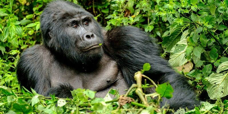 6 Days Bwindi gorillas and Queen Elizabeth wildlife safari