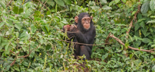 15 Days Uganda Wildlife & Primates Safari