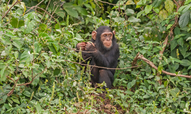 15 Days Uganda Wildlife & Primates Safari