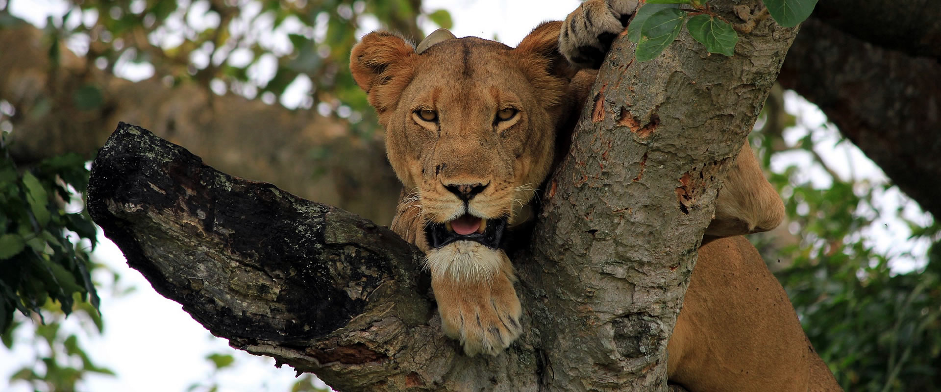 queen elizabeth safari park uganda