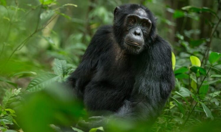 2 Days Kibale Chimpanzee Trekking Tour