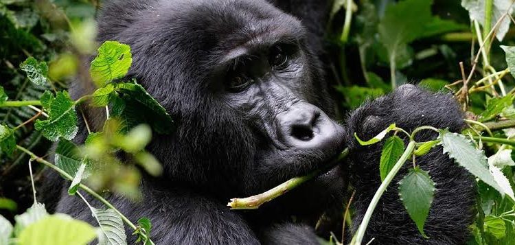 Booking 2024 gorilla trekking permits in Rwanda