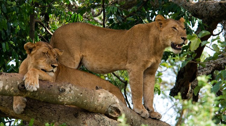 Facts To Know About Queen Elizabeth National Park? | Uganda