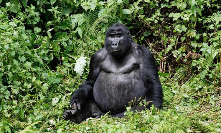 Uganda gorilla permit price for 2022