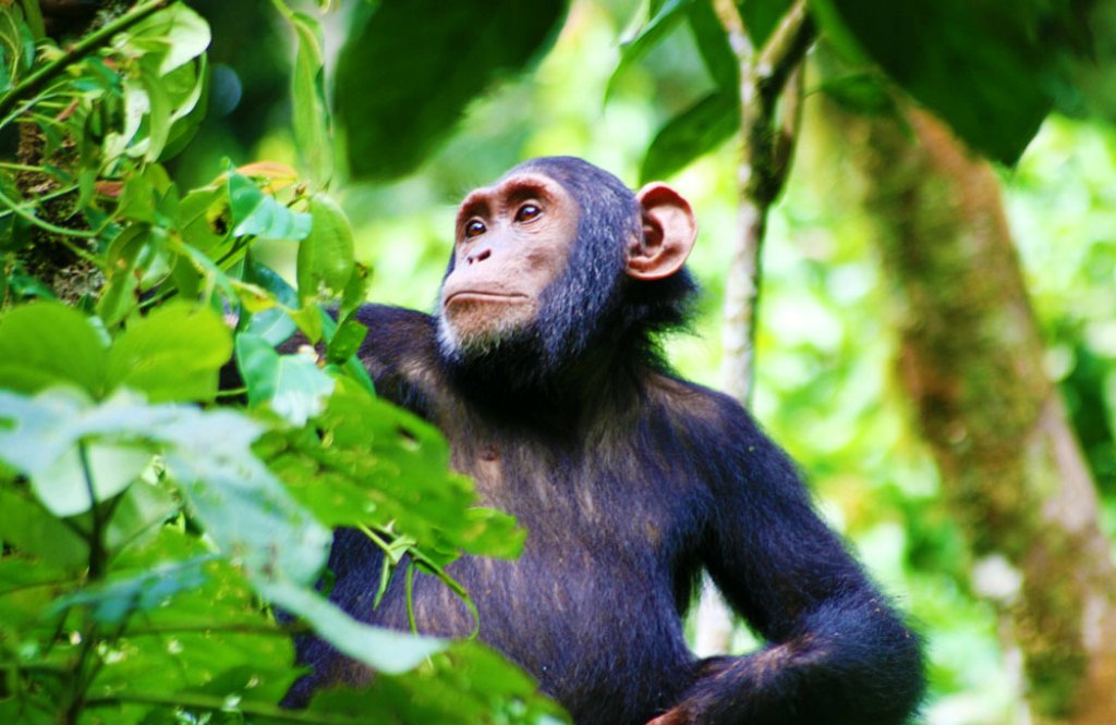 Chimpanzee trekking in kibale forest national park 2023/2024