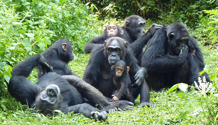 Family safaris in Uganda with kids