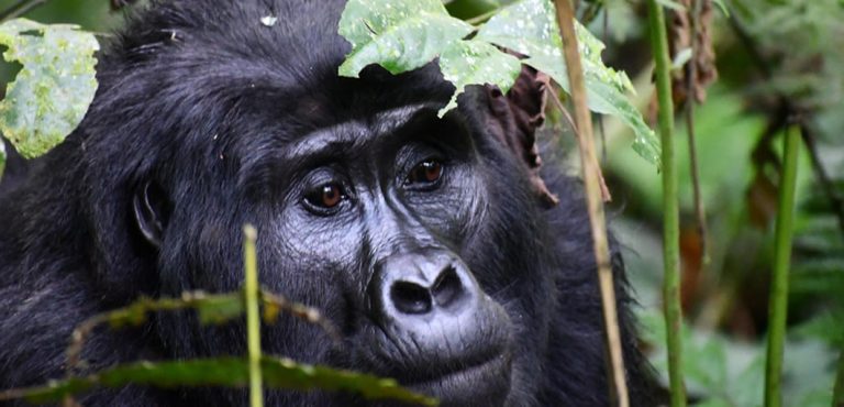5 Days Uganda gorilla and chimpanzee habituation fly in safari