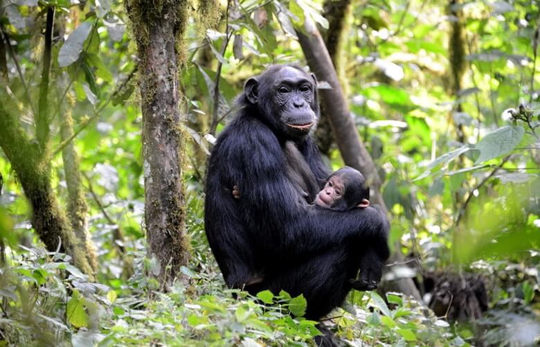 Chimpanzee trekking in Kalinzu forest 2024