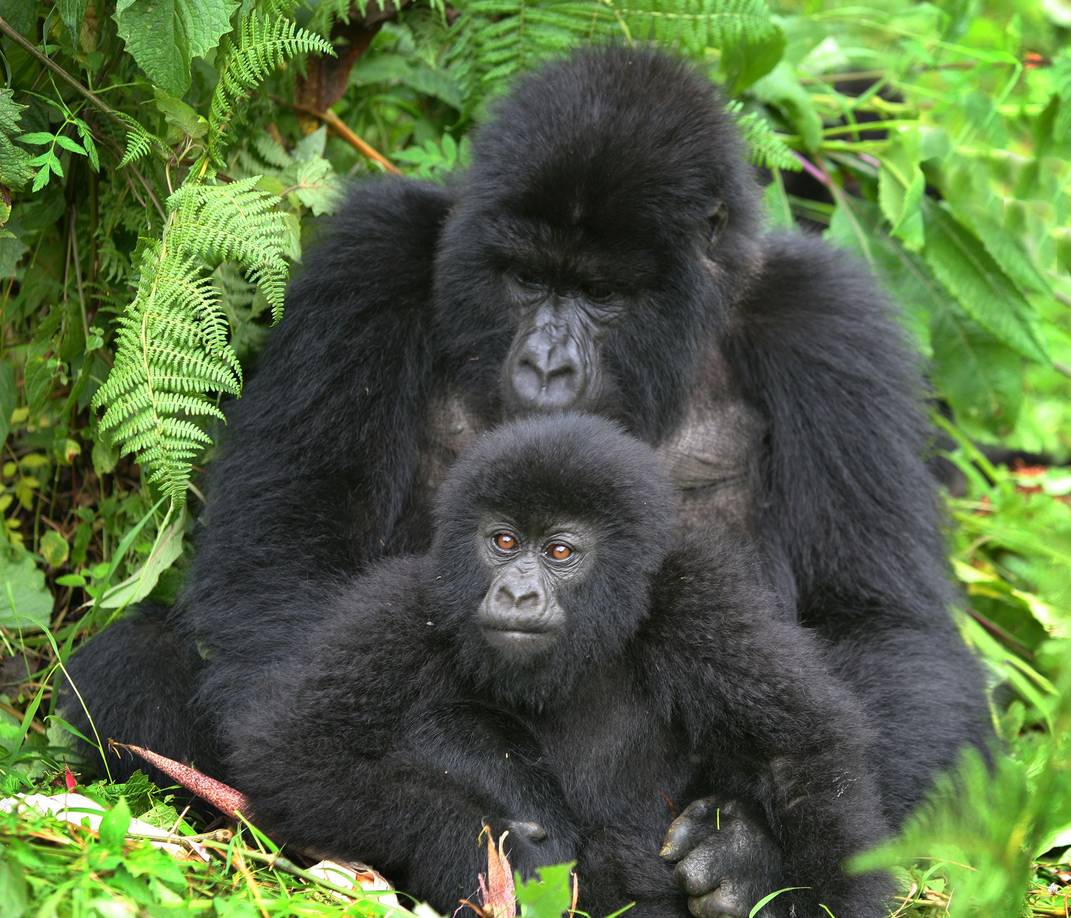 Last minute gorilla trekking safari in Uganda