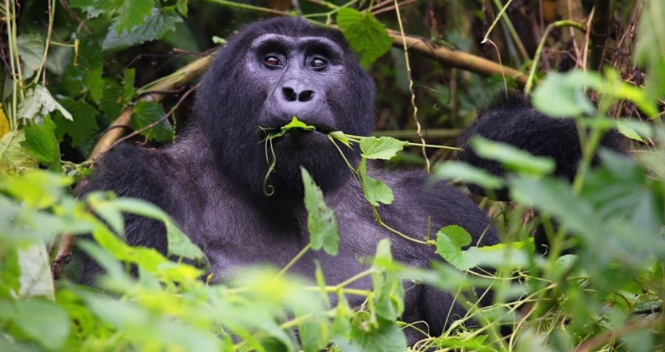 Guide to gorilla trekking in Uganda