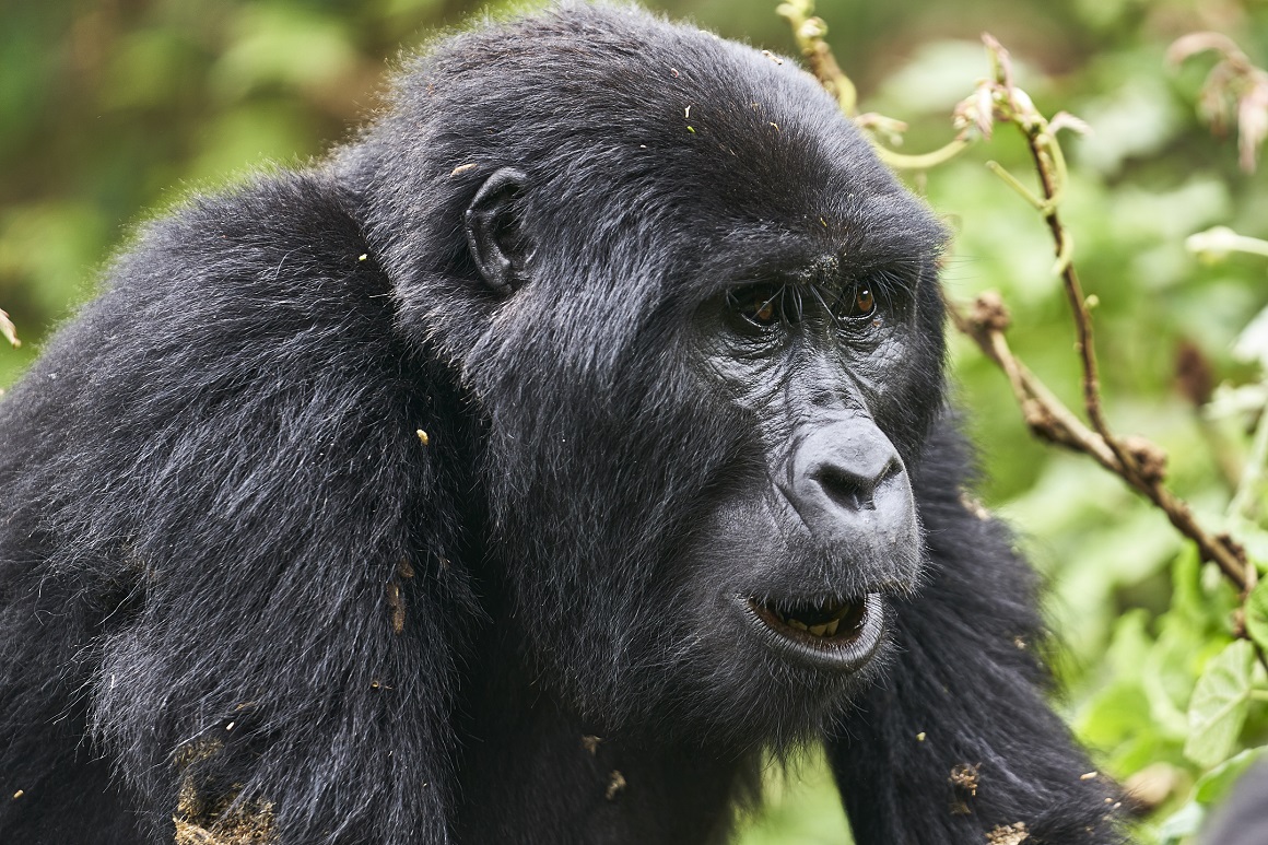 Budget gorilla trekking safari in Uganda 2023/2024