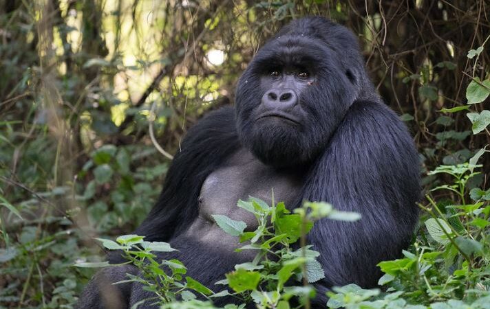 Luxury gorilla trekking safari in Mgahinga gorilla national park 2023/2024