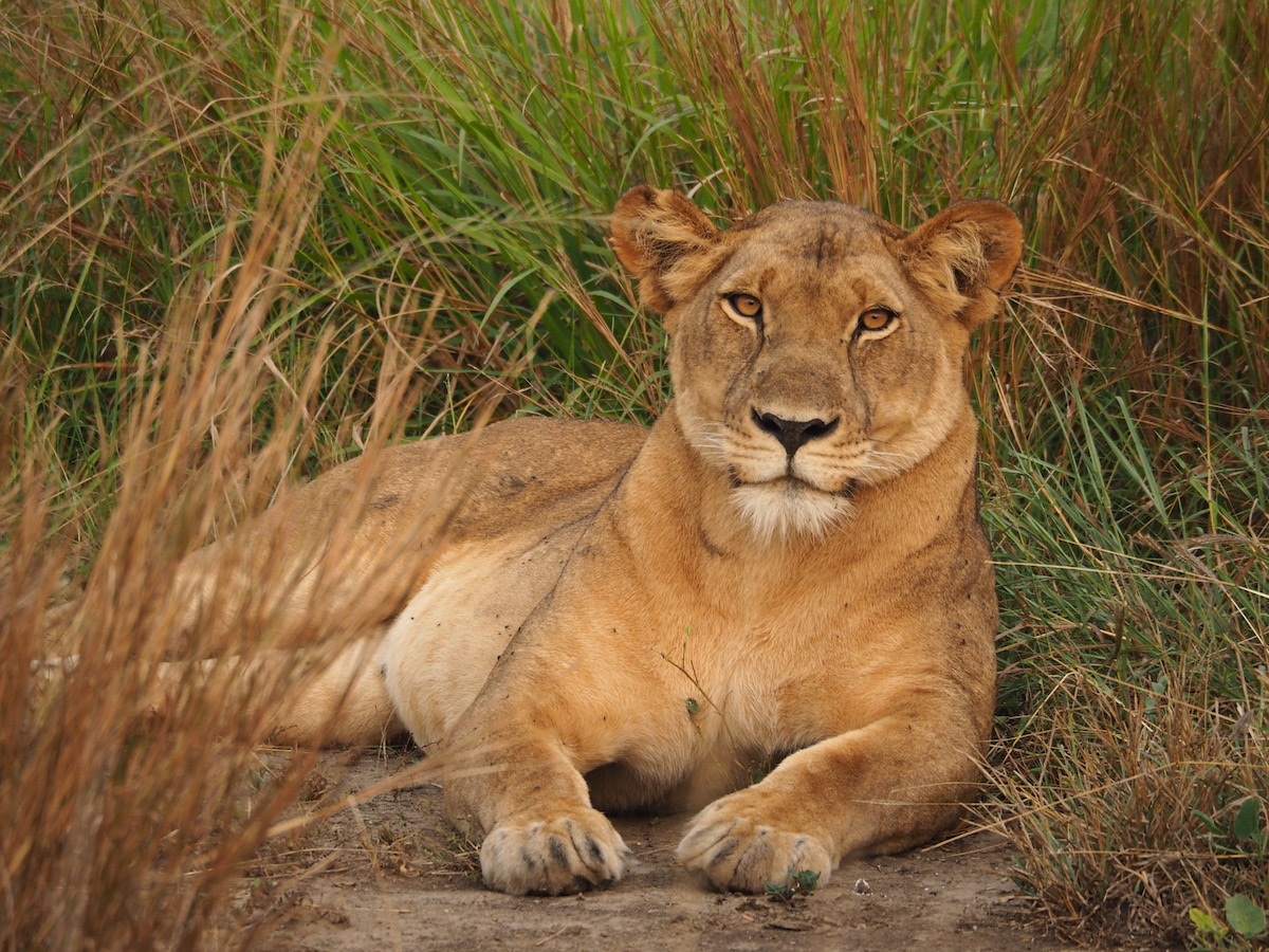 8 Days Uganda primates and wildlife safari