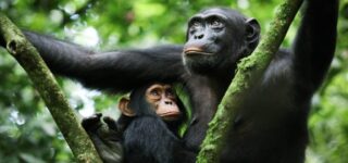 5 Days Chimpanzee trekking and wildlife safari