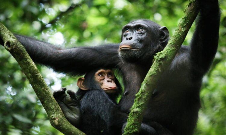 5 Days Chimpanzee trekking and wildlife safari