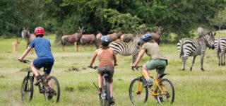 5 Days Lake Mburo and Queen Elizabeth wildlife safari