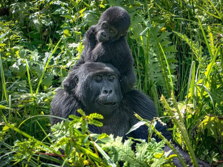 6 Days fly in gorilla habituation and chimpanzee trekking safari