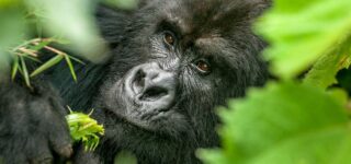 6 Days gorilla trekking and wildlife safari