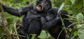 Budget gorilla trekking safari in Uganda 2024