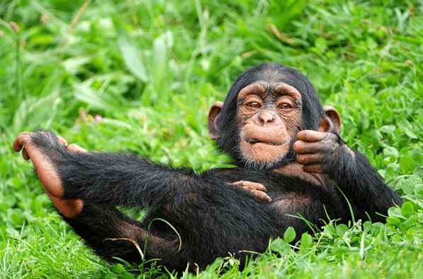 Chimpanzees In Queen Elizabeth National Park