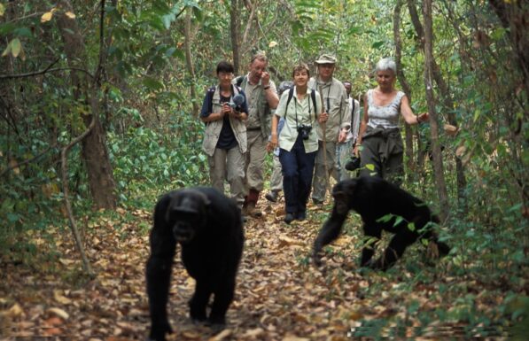 Chimpanzees In Queen Elizabeth National Park