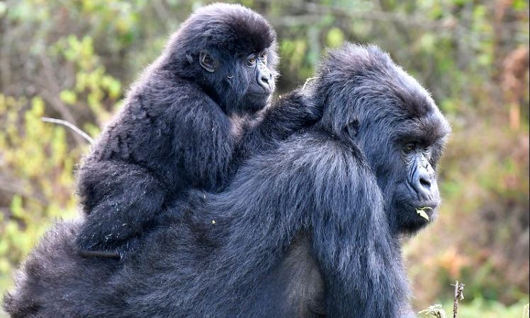 Gorilla Trekking in Mgahinga Gorilla National Park