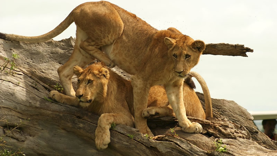 Best places to see lions in Uganda