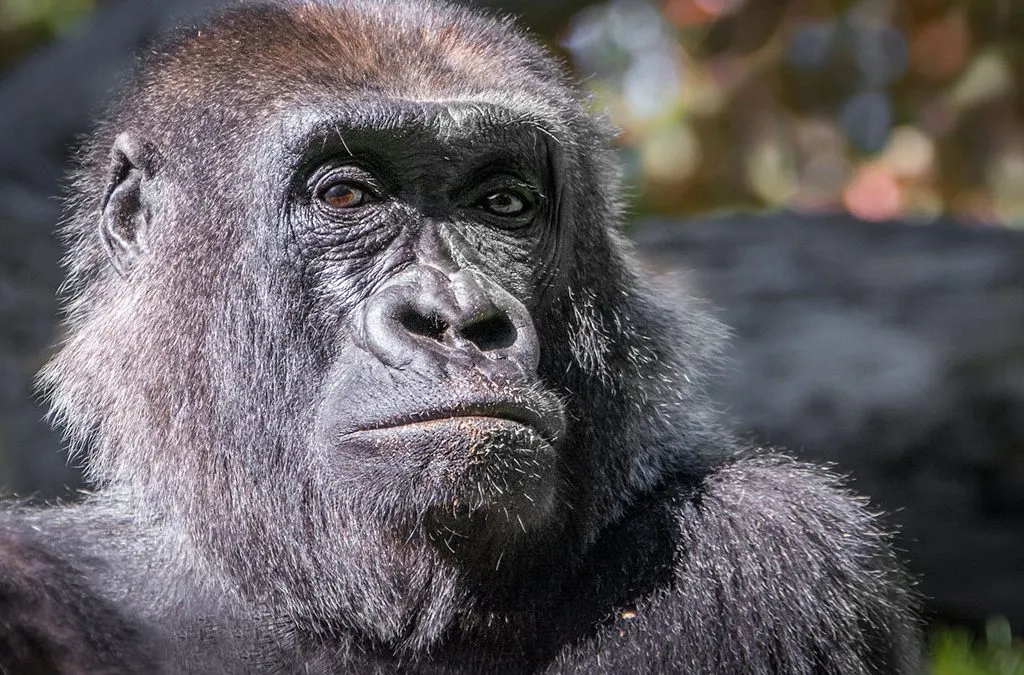 Discounted Uganda gorilla trekking permits for Africans