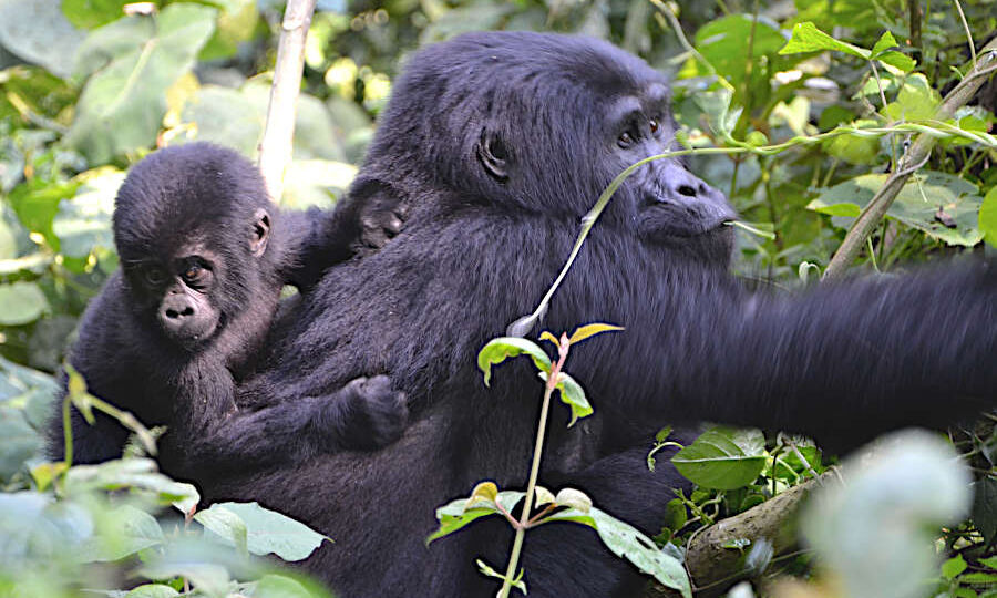 How many days are needed for gorilla trekking in Uganda?